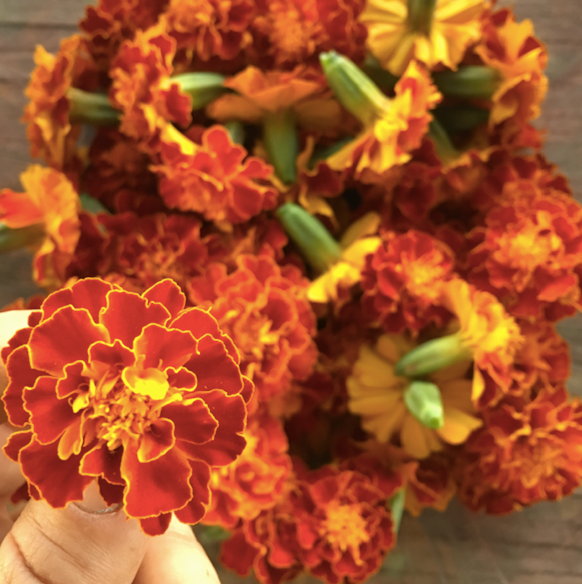 Durango Outback Orange & Yellow Marigold