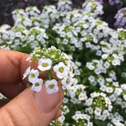 Sweet Alyssum, White