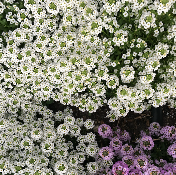 Sweet Alyssum, White