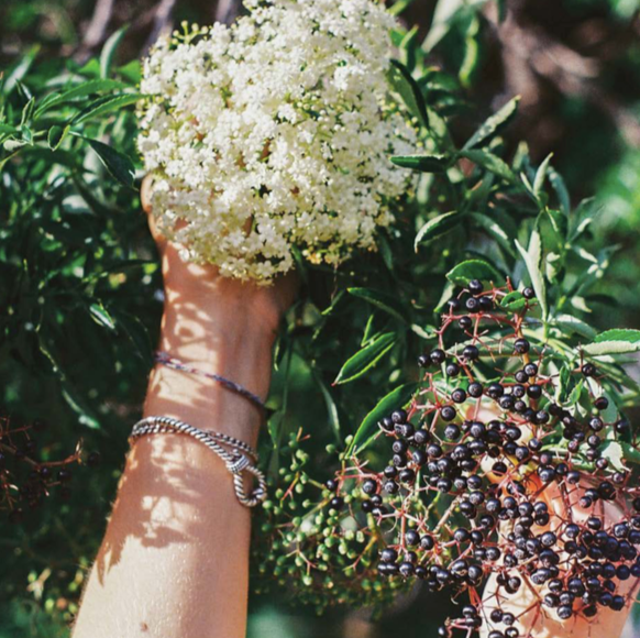 American Elderberry Tree
