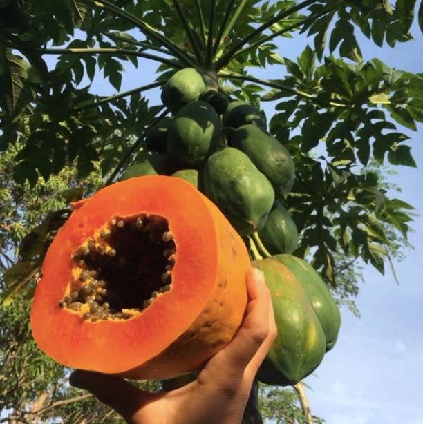 Red Lady Papaya