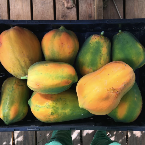 Red Lady Papaya