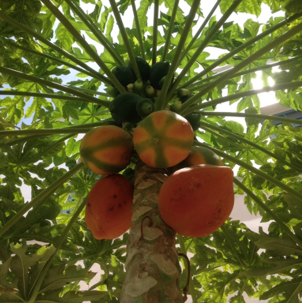 Red Lady Papaya