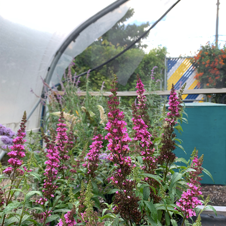 Buddlea