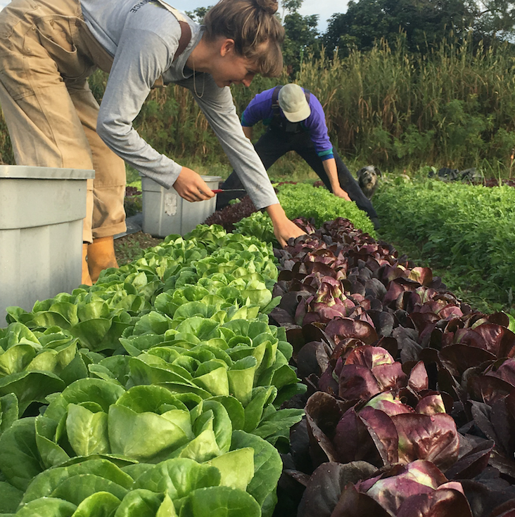 Red Butter Salanova Lettuce