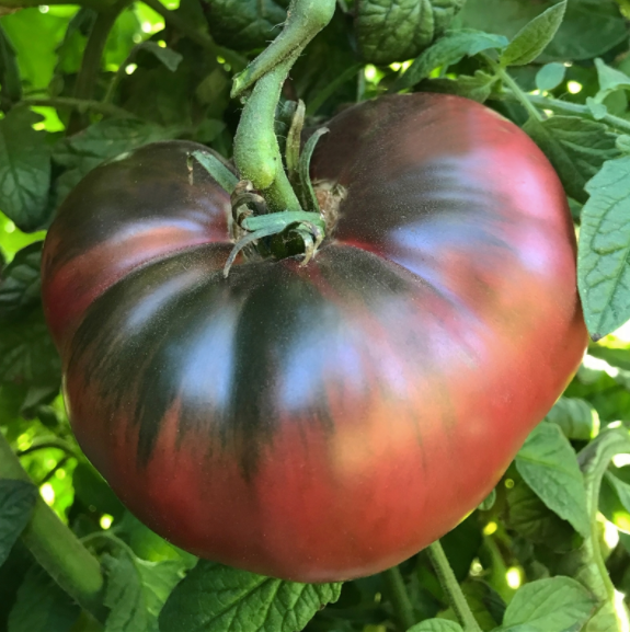 Cherokee Purple Tomato