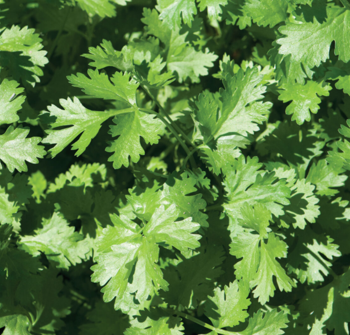 Cilantro Seed Packet