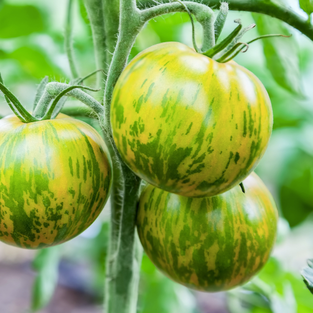 Green Zebra Medium Tomato