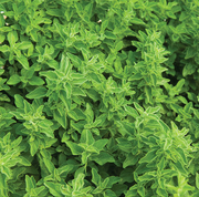 Italian Oregano