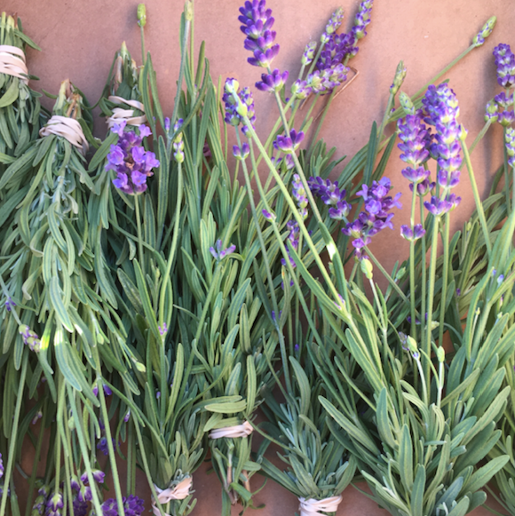 Florida Friendly Lavender