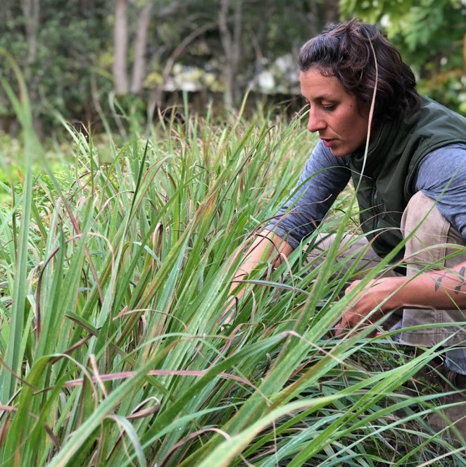 West Indian Lemongrass