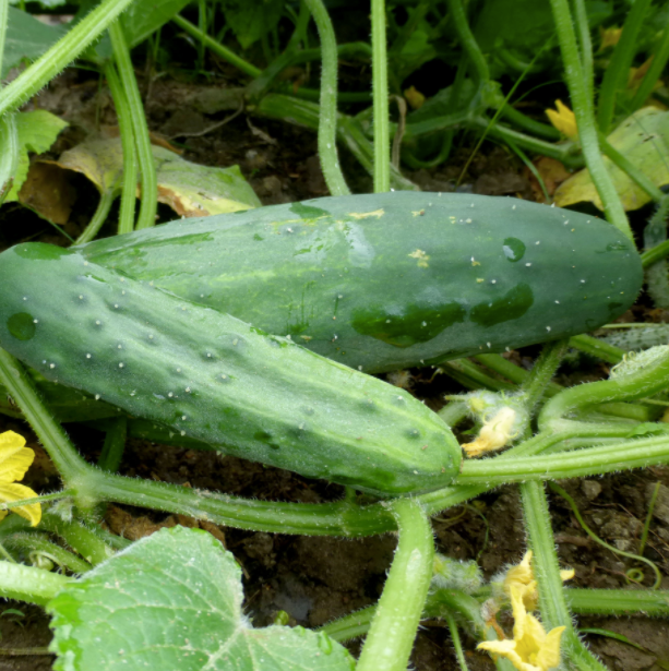 Marketmore 76 Cucumber
