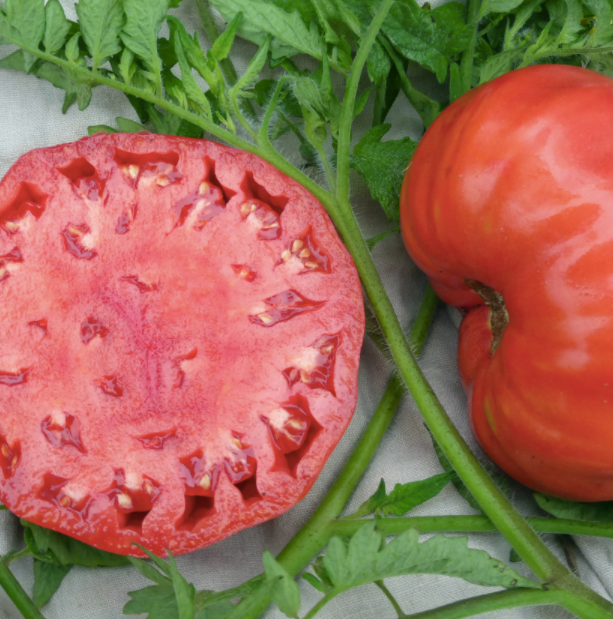 Mortgage Lifter Large Tomato