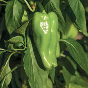 Nassau Cubanelle Pepper
