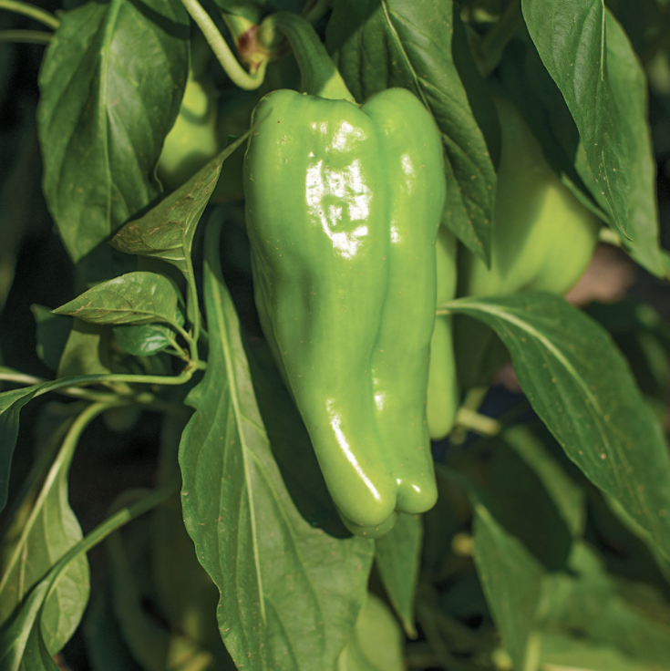 Nassau Cubanelle Pepper