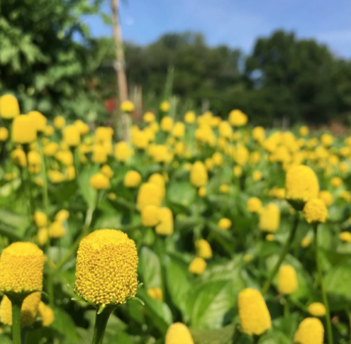 Spilanthes aka Buzz Buttons