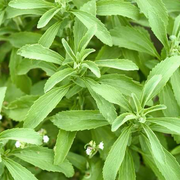 Stevia