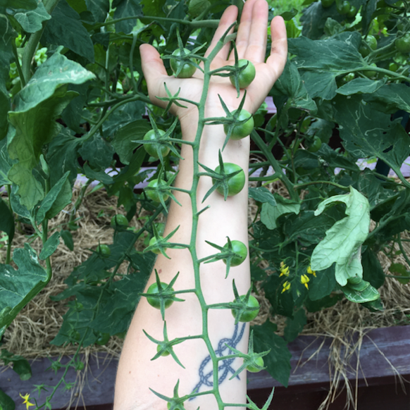 Supersweet 100 Cherry Tomatoes