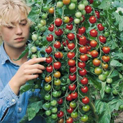 Supersweet 100 Cherry Tomatoes
