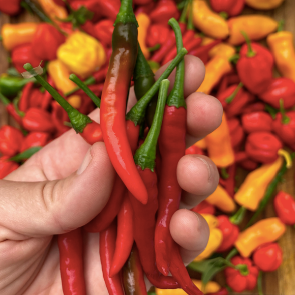 Thai Red Chili Pepper