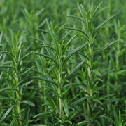 Rosemary