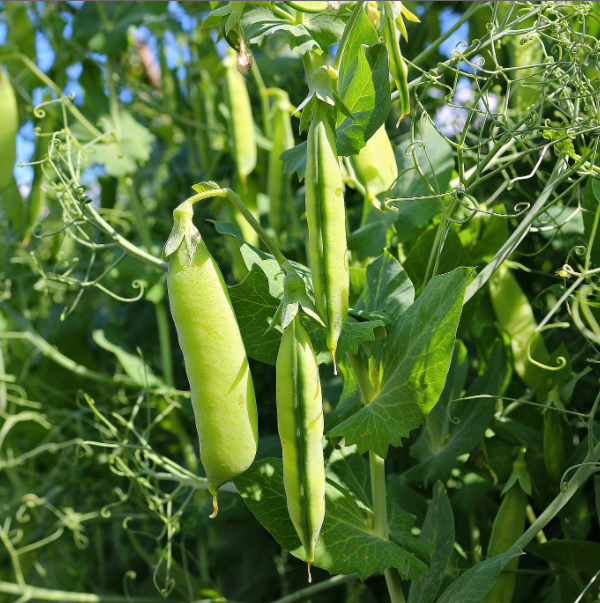 Sugar Daddy Snap Pea Seed Packet