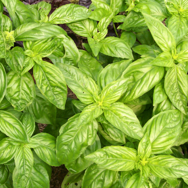 Sweet Genovese Basil Seed Packet