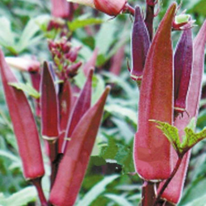 Cajun Jewel Okra Seed Packet