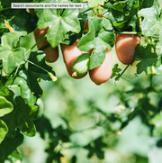 Cucamelon aka Mouse Melons