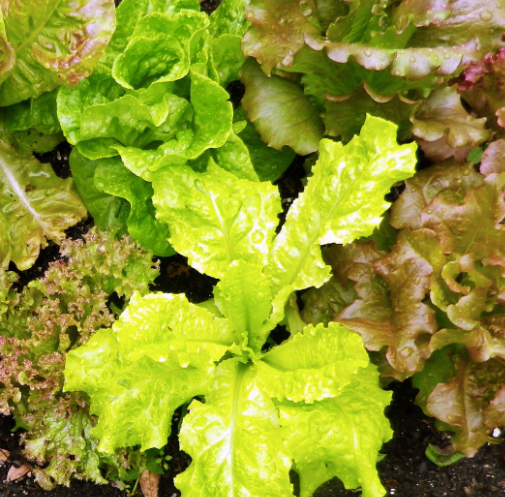 Wild Garden Lettuce Mix Seed