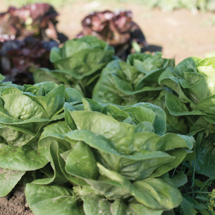 Newham Green Gem Romaine