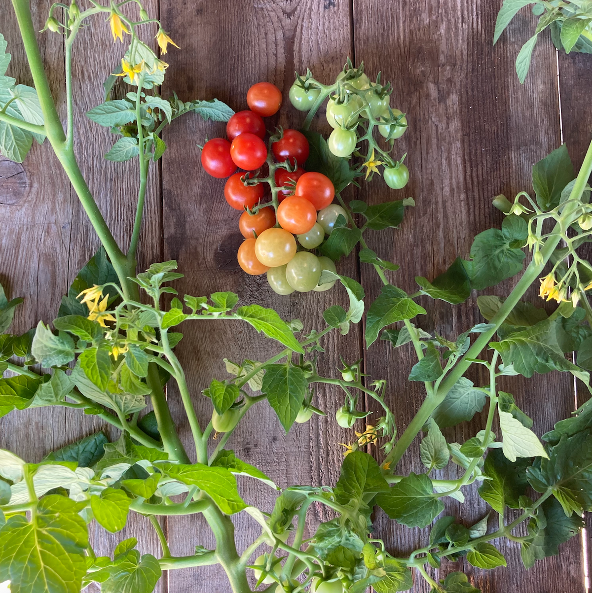 Tidy Treats Cherry Tomato