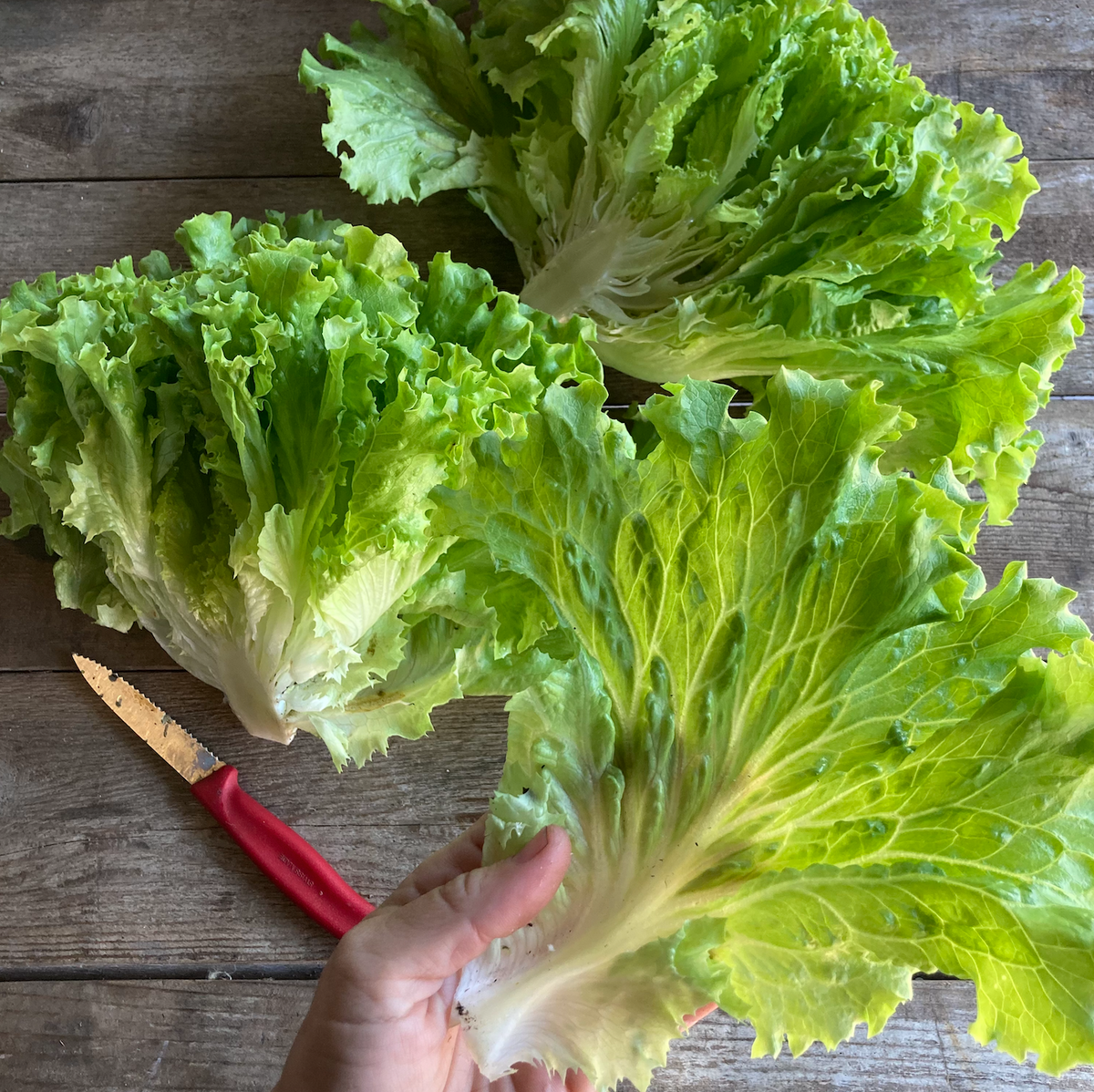 Muir Lettuce