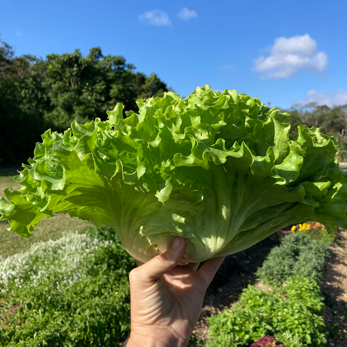 Muir Lettuce