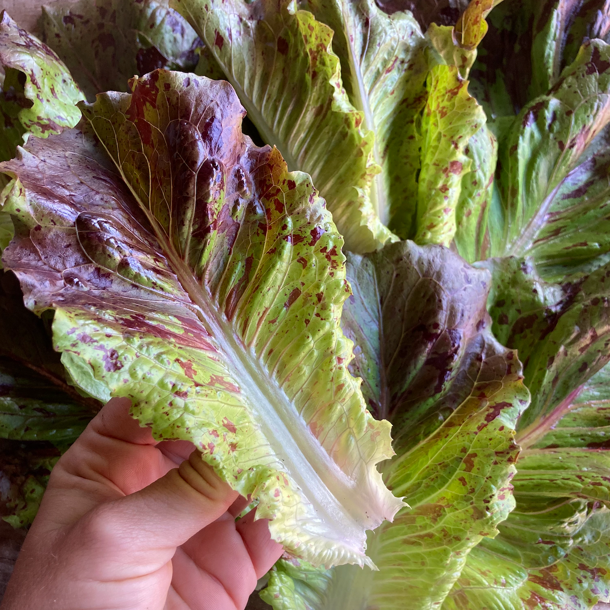 Dubya Dapple Density Lettuce