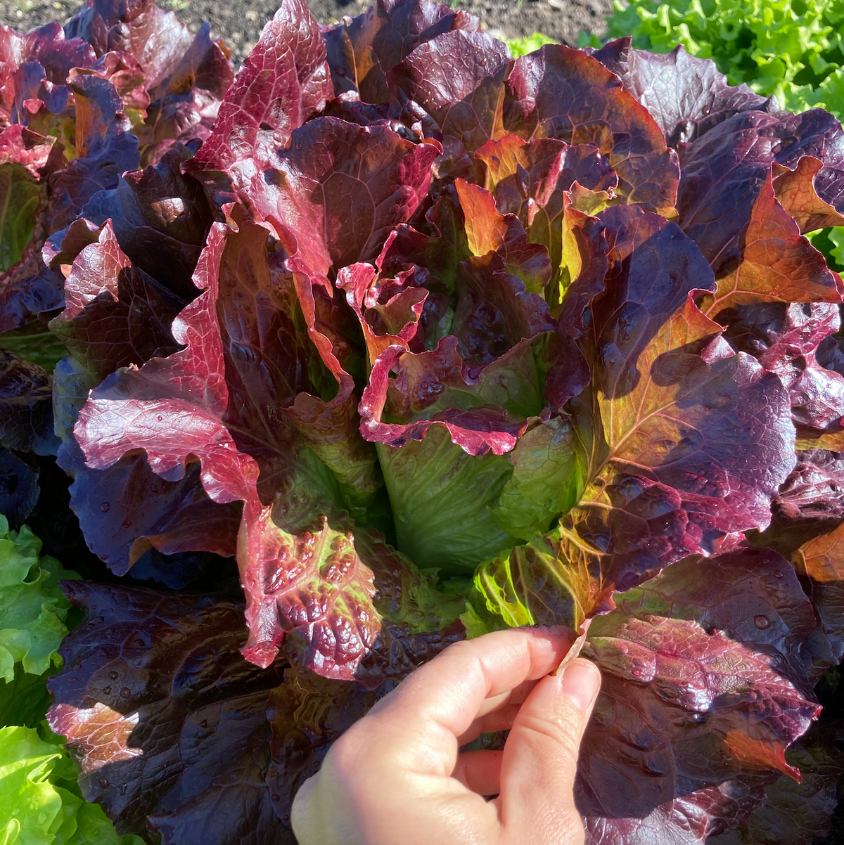 Cherokee Lettuce