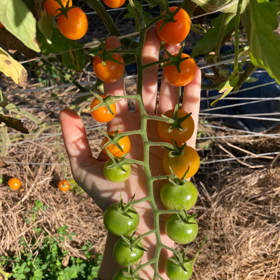 Sungold Cherry Tomatoes