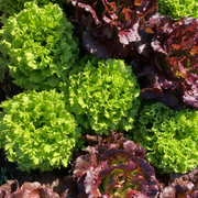 Salad Bowl Lettuce 6 pack