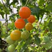 Sungold Cherry Tomatoes