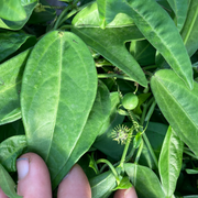 Corkystem Passionvine