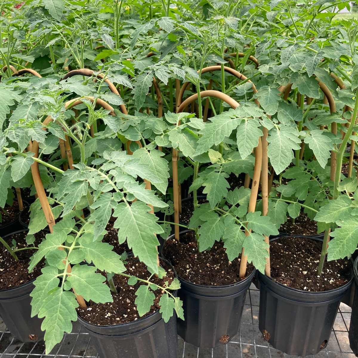 Everglades Cherry Tomatoes