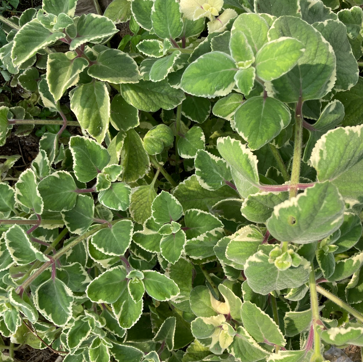 Bicolor Cuban Oregano