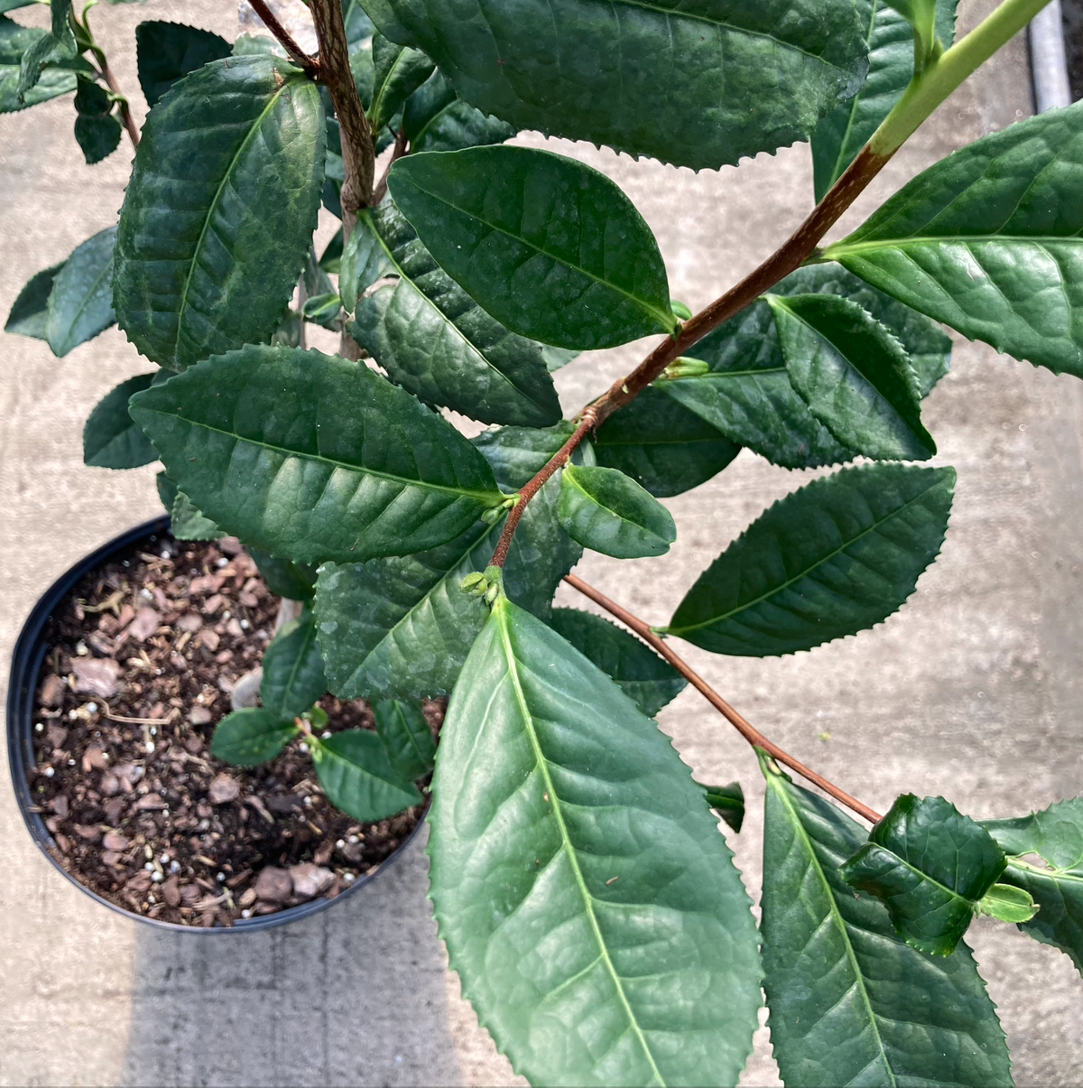 Large Leaf Tea Camellia