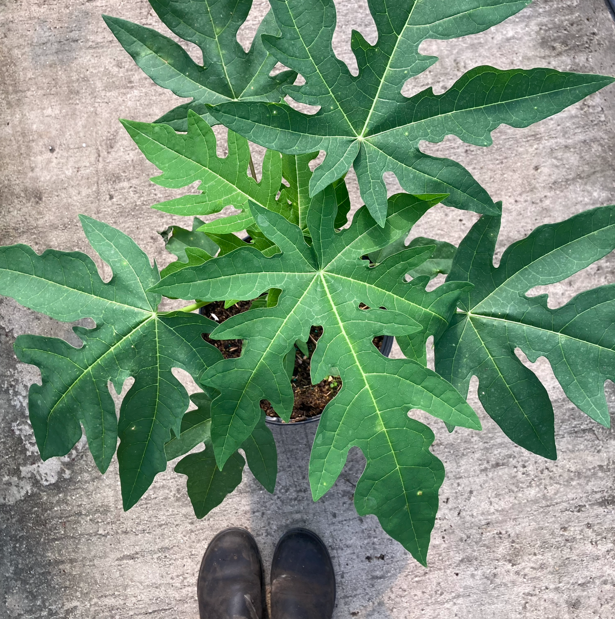Red Lady Papaya
