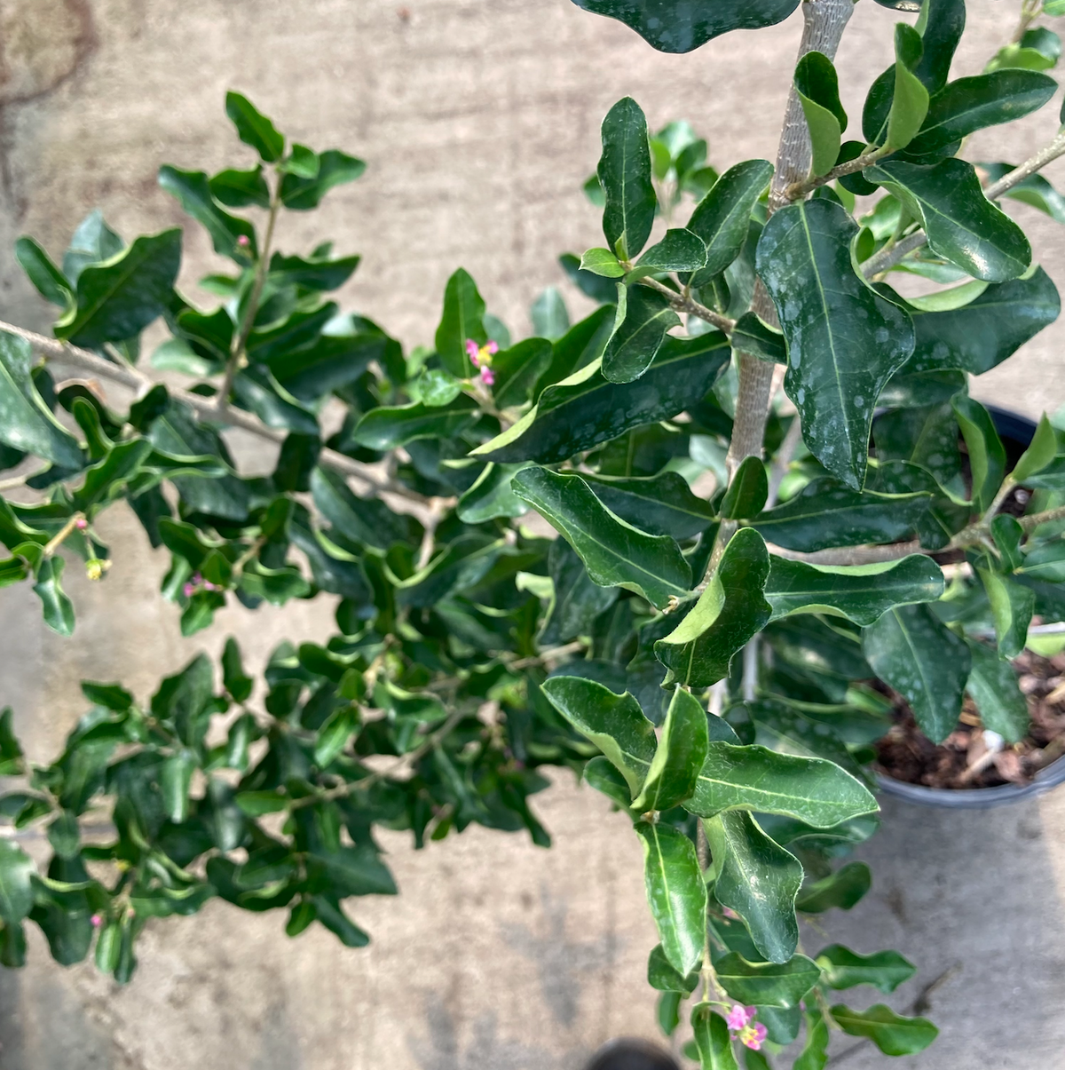 Barbados Cherry