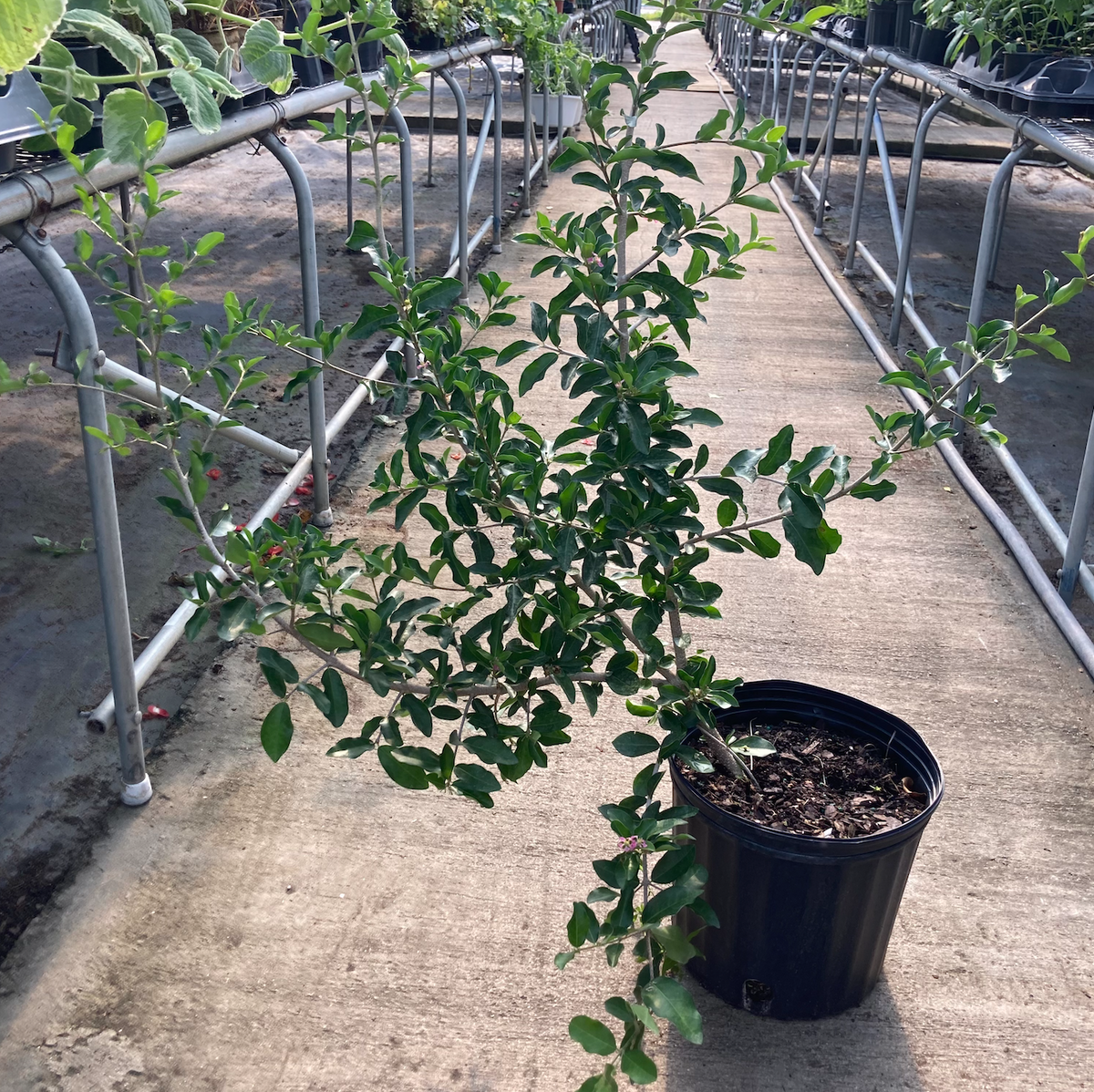 Barbados Cherry