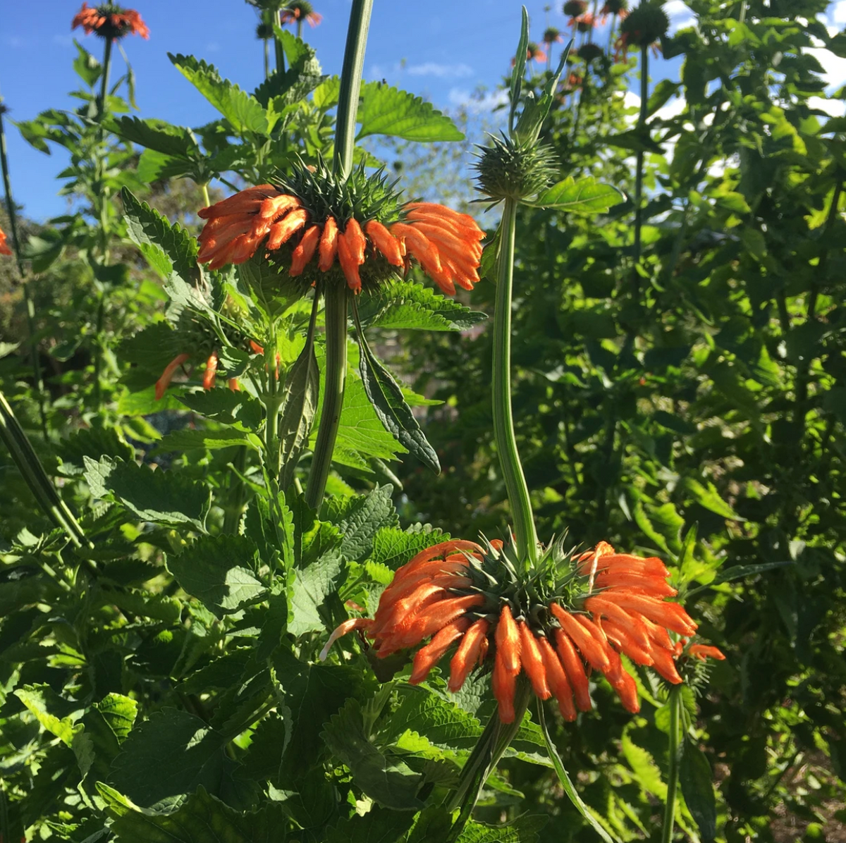 KLIP DAGGA (Leonotis Nepetifolia) 100 SEEDS