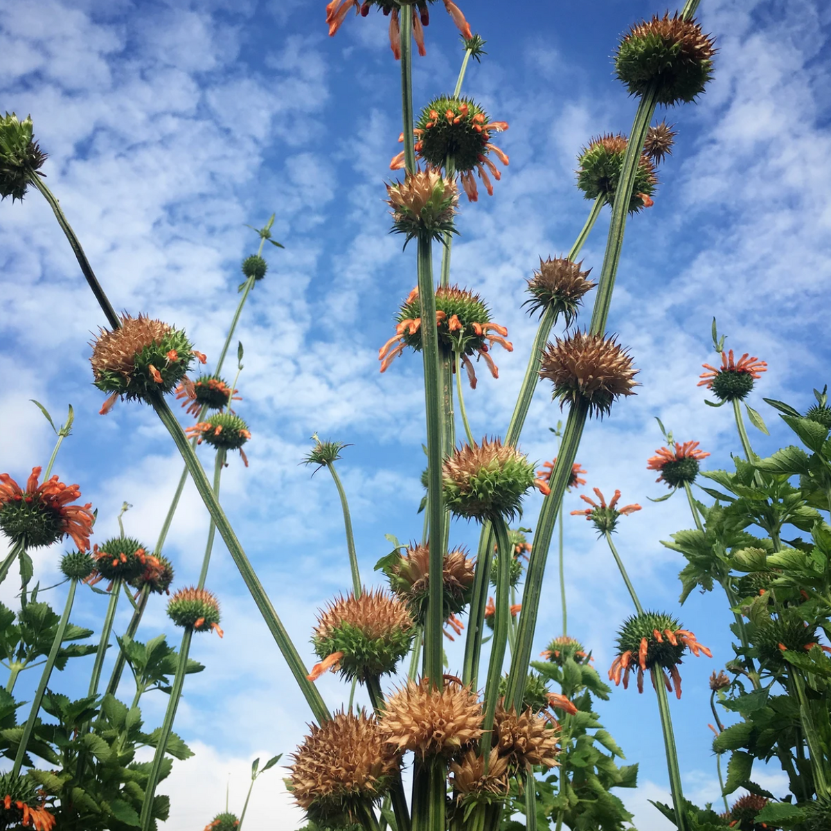 KLIP DAGGA (Leonotis Nepetifolia) 100 SEEDS