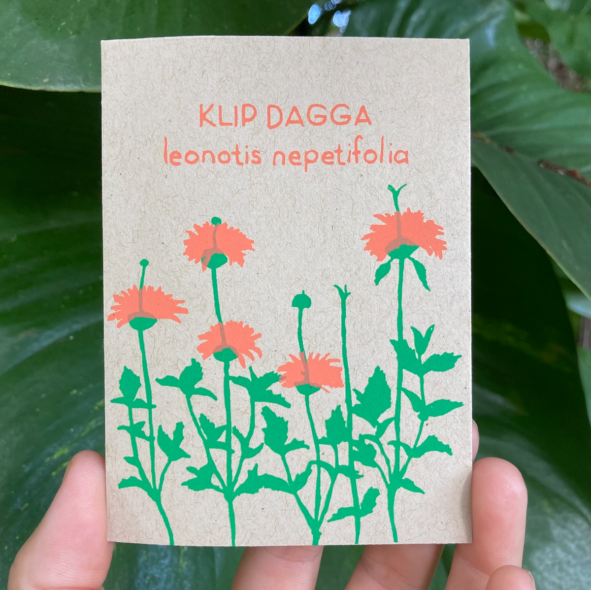 KLIP DAGGA (Leonotis Nepetifolia) 100 SEEDS