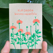 KLIP DAGGA (Leonotis Nepetifolia) 100 SEEDS